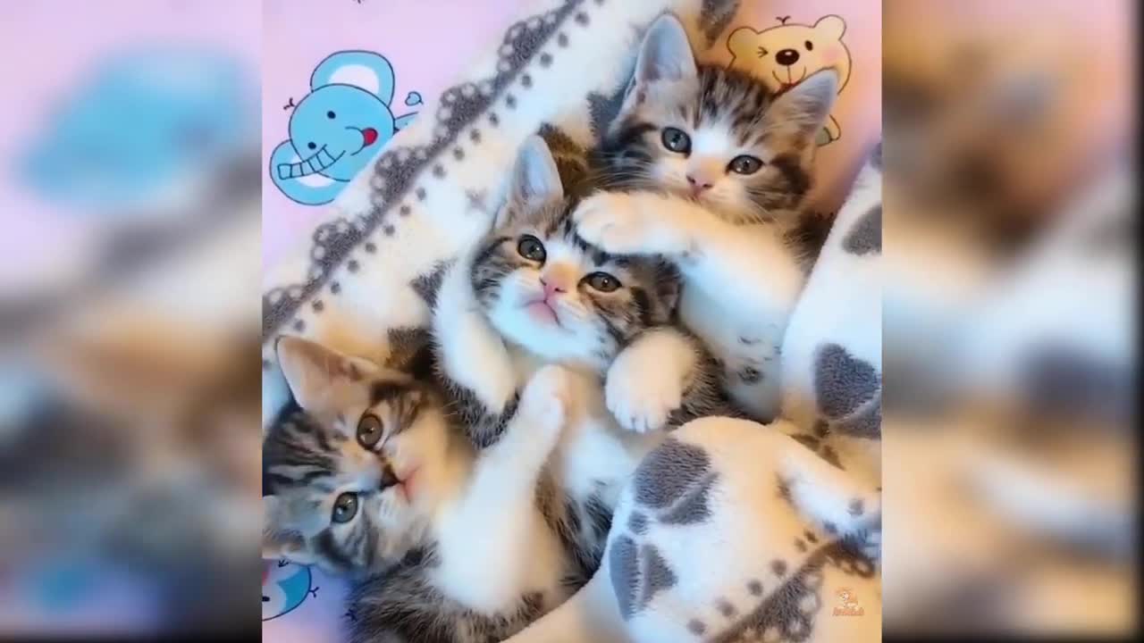 Baby Cats Cute and Funny Cat Videos 2021