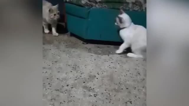 Funny cats - play together