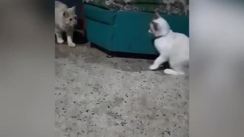 Funny cats - play together