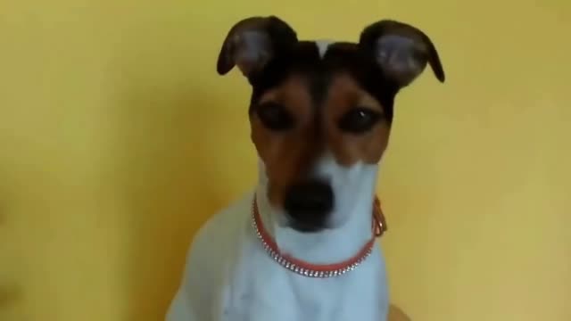 Top 10 Funny Dogs!!! 😎🤣