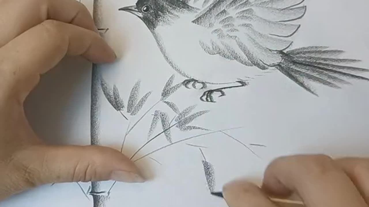 Bird drawing