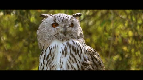 owl-bird-plumage-raptor-forest