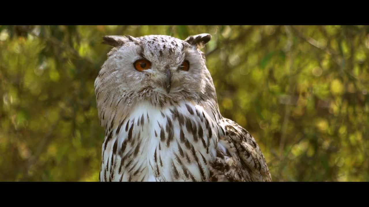 owl-bird-plumage-raptor-forest