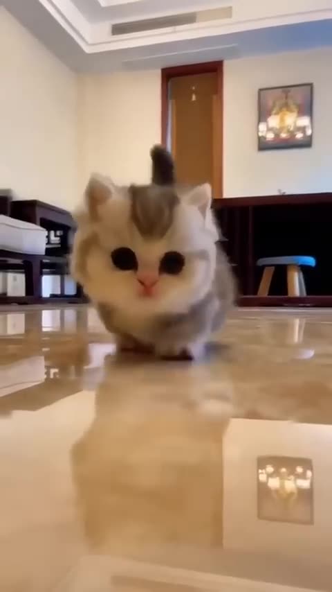 😹Cats Doing Cat Things😹 (3)