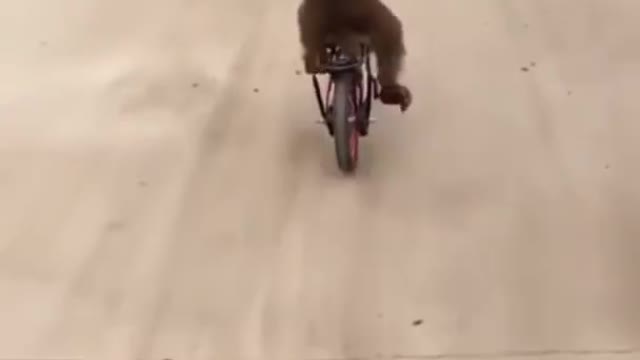 cycling monkey