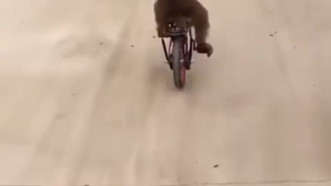 cycling monkey