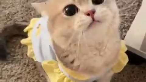 Cute cats videos around the world#8