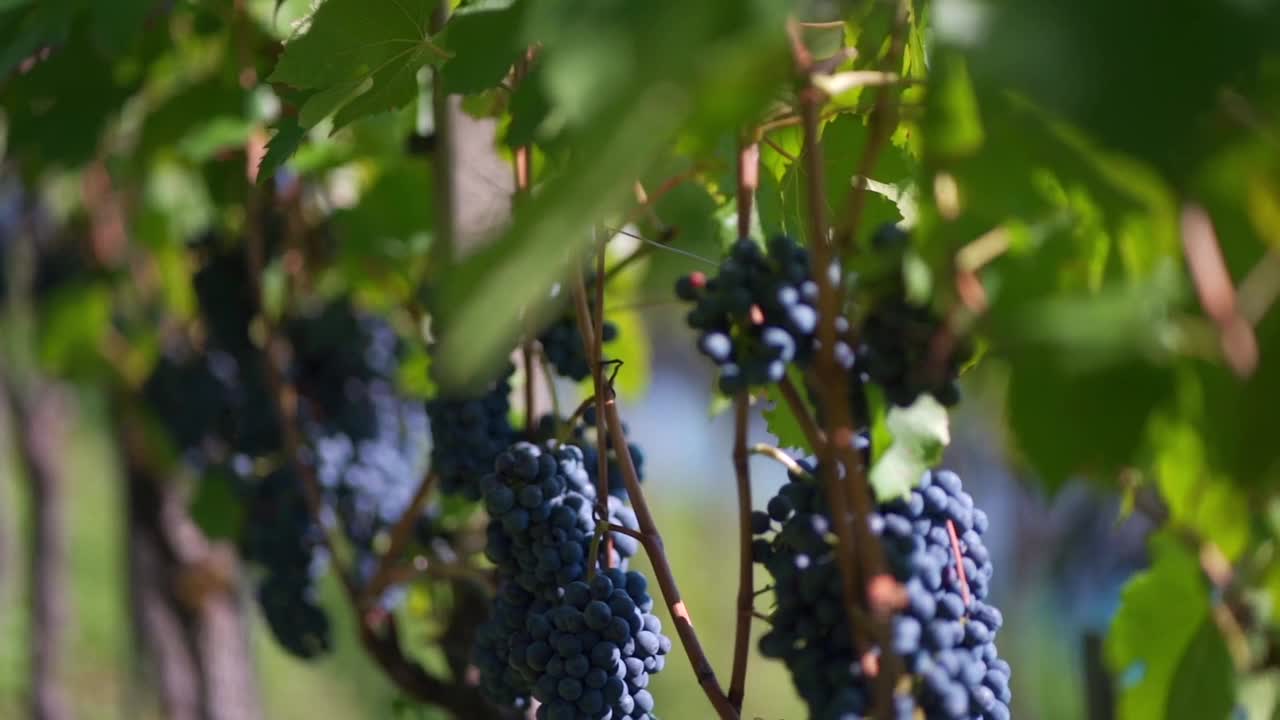 Wine