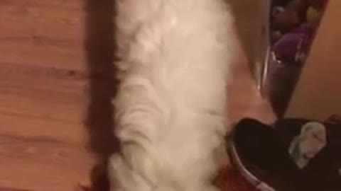 White poodle walks inside room and leaves door open