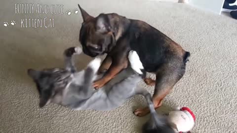 Dog Vs Cat Compilation