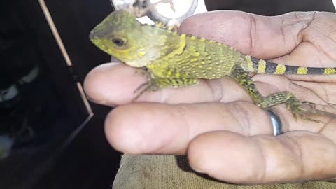 We have brachylophus vitiensis on our farm
