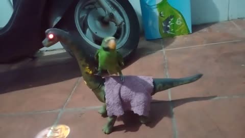 parrot travels on a dinosaur