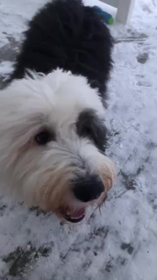 Sheepie enjoying the snow