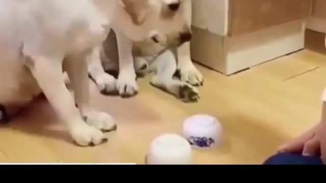 Funny dogs | Dog Training