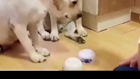 Funny dogs | Dog Training