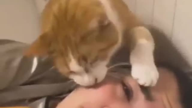 y Cute Cats #shorts Wait For Last One😂_ #trending #animals #reels