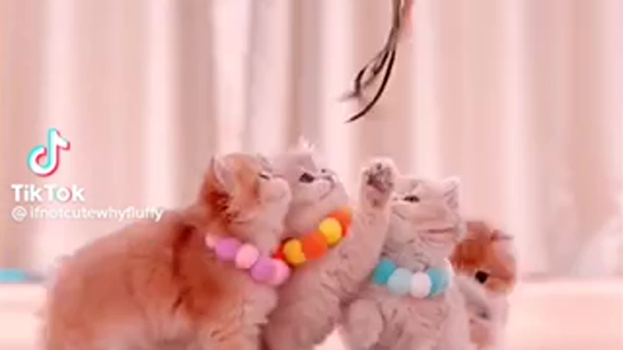 cutie kittens