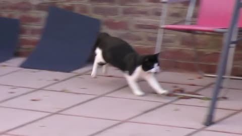 Cat humorously shakes head and butt before pounce