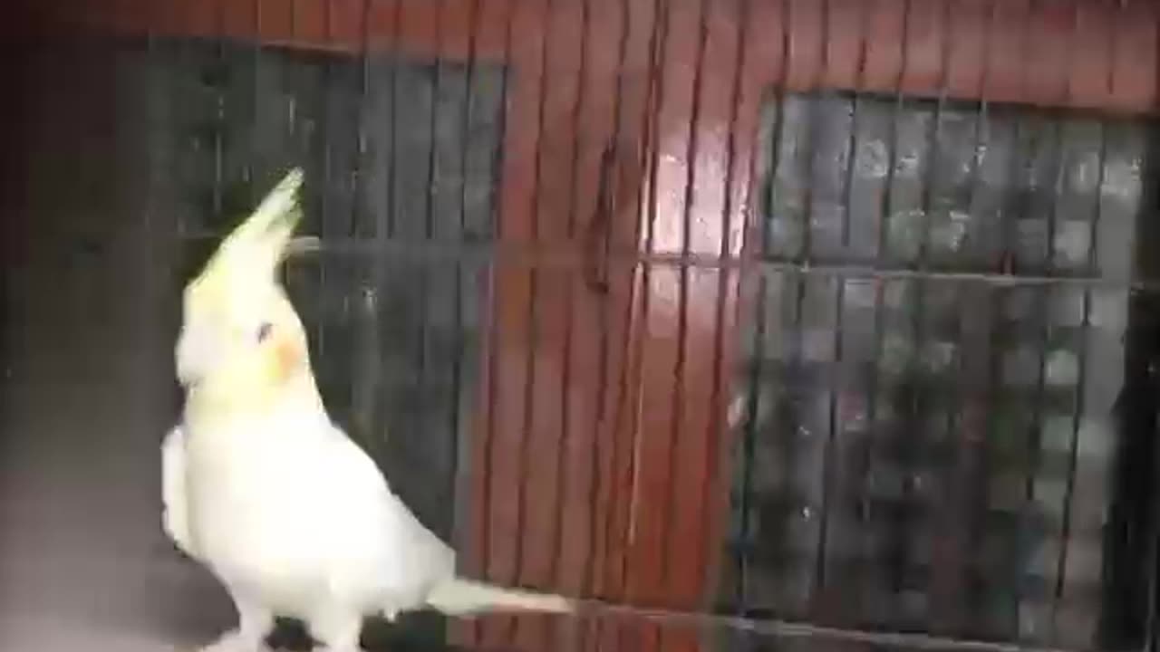 Cocktail are as pet