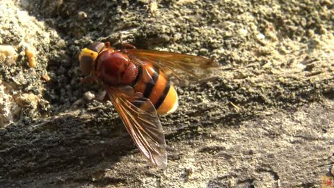 Deep look into the nature . Amazing video with simple insects . Bee - fly