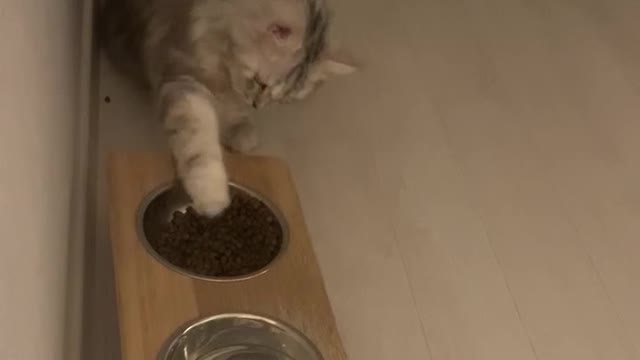 사료를 굳이 발로 꺼내 먹는 꼬리^^;