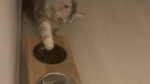 사료를 굳이 발로 꺼내 먹는 꼬리^^;