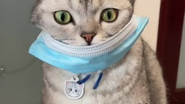 Cats also learn to wear masks