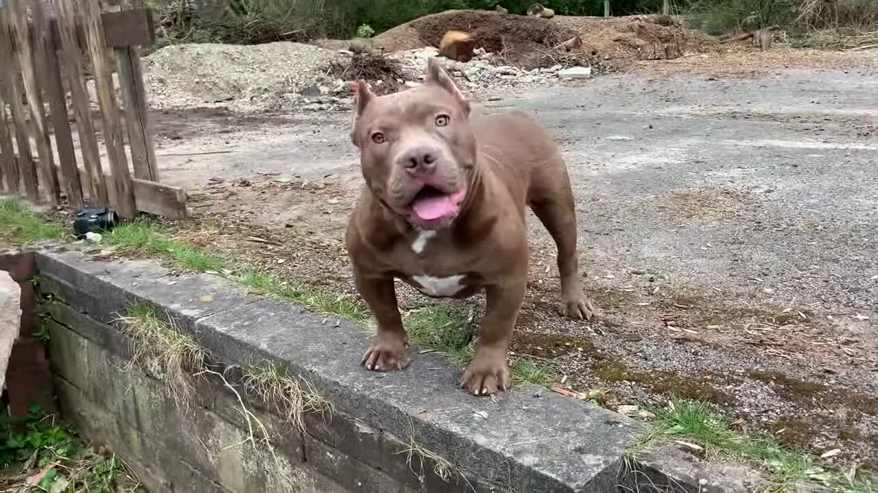 The Most Extreme Pocket American Bully in Australia KING KHAFRE