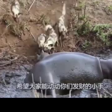 The Hippo Tried to Save the Antelope From Wild Dogs | but ... guess what happens
