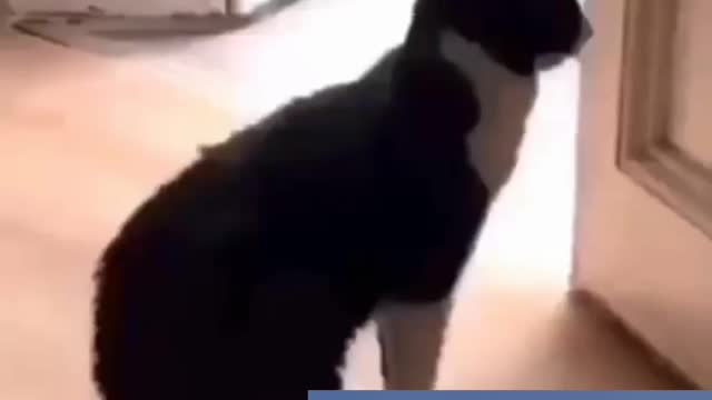 😂😂 vídeo muito engraçado gato DJ , e gatos dançando 🤣🤣🤣🤣