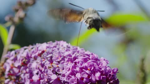 Moth feeding on nectar from flowers