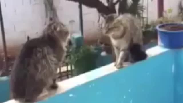 Cat fights 1