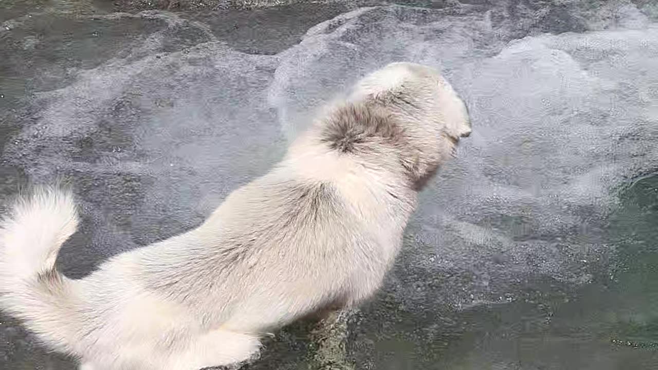 Dog swimming