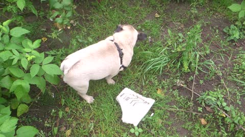 Pug Eats Rasberries