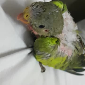 Princess parrot baby