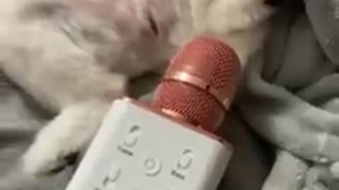 You laugh , You lose 😂 Funniest Animals 😂 🐹🐺