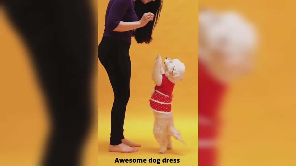 Doll and Dog training Videos and Funny training Short Videos