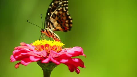 Watch the magnificent swallowtail shrub moth foraging - 38947