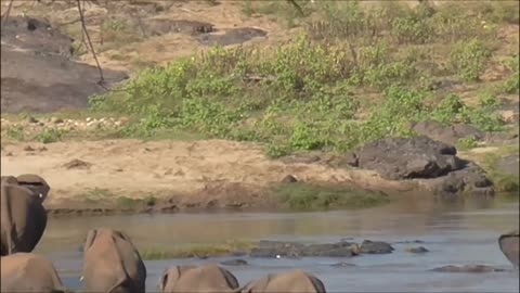 Look at this tiny elephant crossing the river