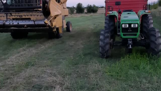 Pouring the wheat