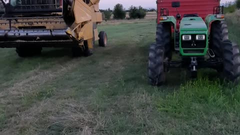 Pouring the wheat