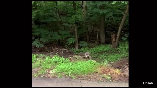 These people try to make friend with some wild raccoon