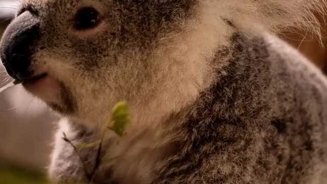 Koala Eating