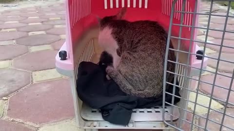 A crying mother cat brought her dying kittens around begging for help, A lady to the rescue!
