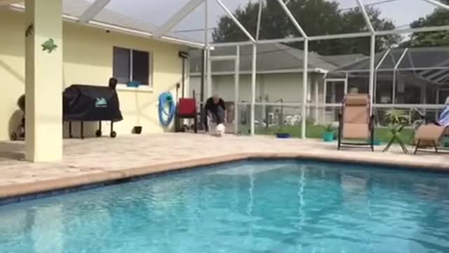 Cachorra muestra increíble salto en la piscina en cámara lenta