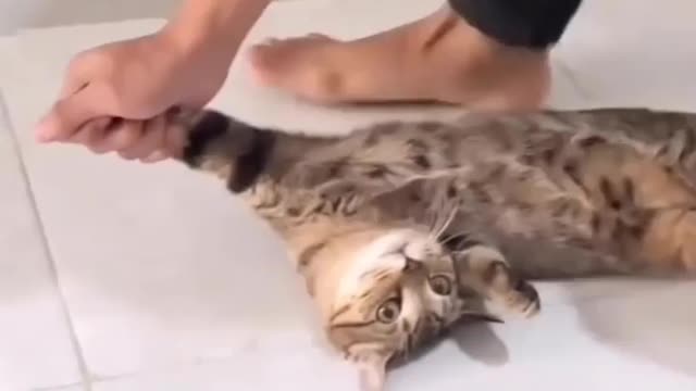 Im not going ..😂 Love cats? Like & Share