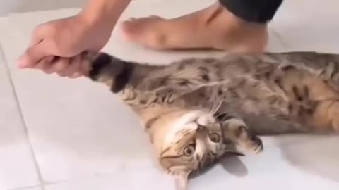 Im not going ..😂 Love cats? Like & Share