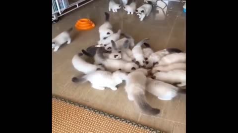 Lots of hungry little cats