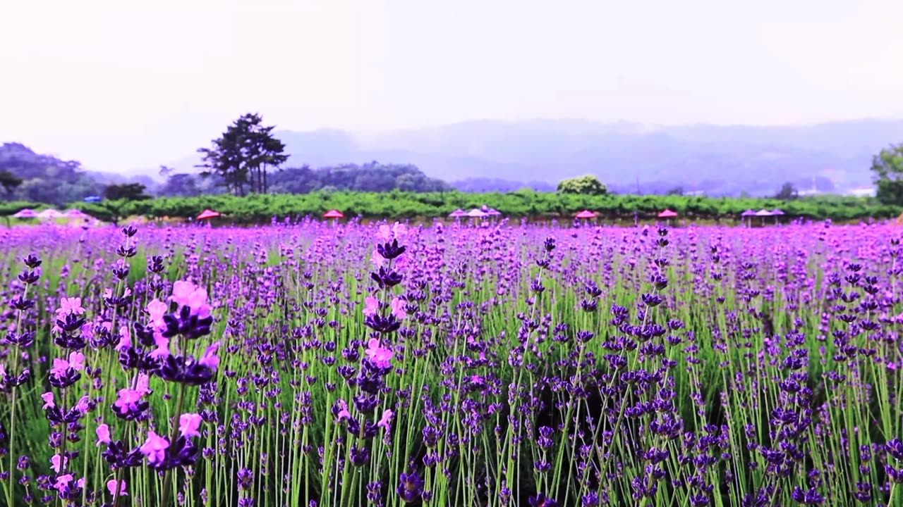 Lavender paradise