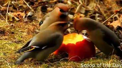 Very cute birds